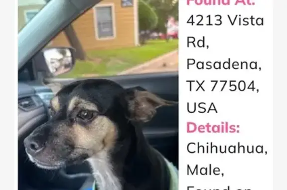Found dog Pasadena, photo: Found Dog on Vista Rd, Pasadena 4213