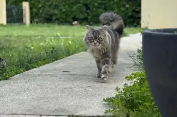Chatte perdue, grise, soins urgents, Le Teich - photo
