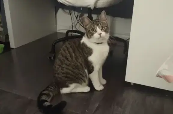 Found cat Chicago, photo: Friendly Tabby Found: West Le Moyne St, Chicago