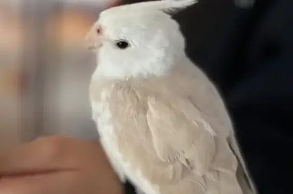 Lost Cockatiel: Friendly & Coffee-Colored