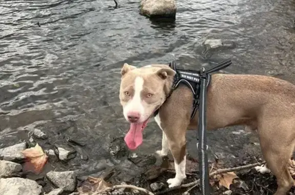 Lost Male Dog: Champagne, Seizures, Leesport