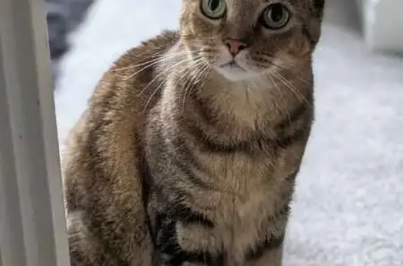 Lost Tabby Cat: Brown-Black-Ginger Mix