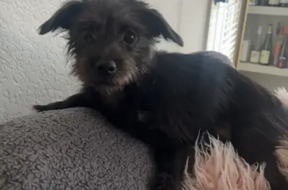 Missing dog Tempe, photo: Lost: Black Chihuahua-Terrier on E. Uni Dr
