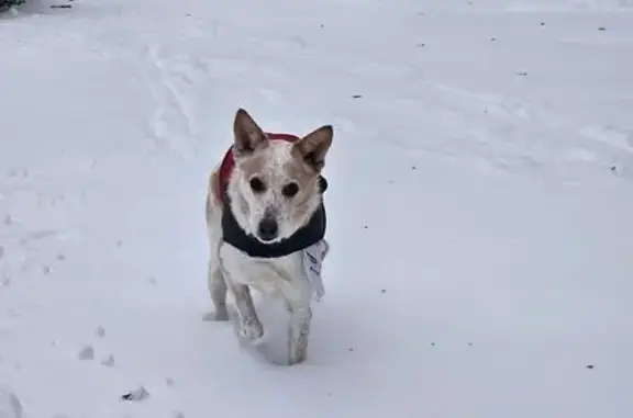 Lost Dog: Tan & White, Orange Bandana
