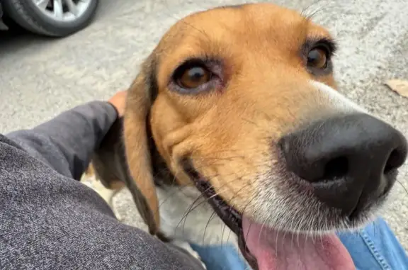 Lost and found pets , photo: Friendly Beagle Found on Chouteau Island