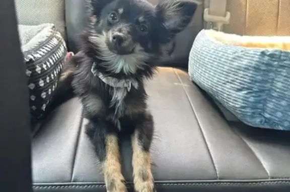 Lost Long-Haired Black & Tan Dog in NH