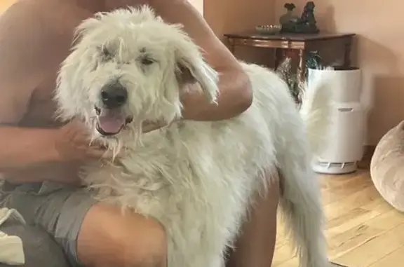 Lost pets Michigan Center, photo: Lost White Pyrenees in Grand Rapids