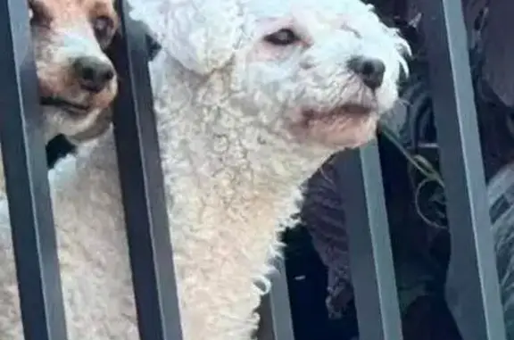 Lost Bichon Frise: Blue Collar in Markham