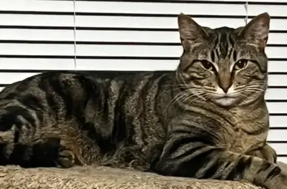 Lost Tabby Sisters: Pepper & Maggie