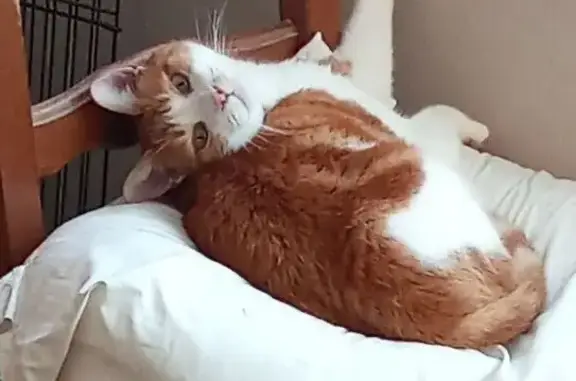 Chat perdu à Saujon, besoin de soins urgents - photo