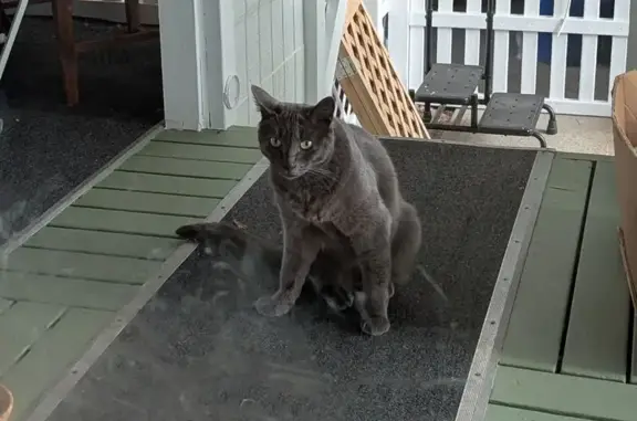 Found cat Keizer, photo: Found: Solid Grey Cat on McClure St, Keizer