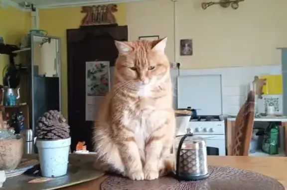 Chatte rousse perdue, méfiante, non pucée - photo