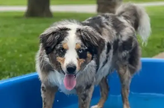 Lost Timid Blue Merle Aussie in Du Quoin