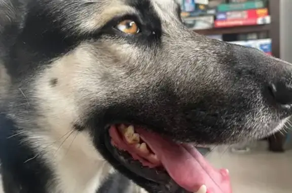 Found dog Hollywood, photo: Sweet German Shepherd Found Near Beach