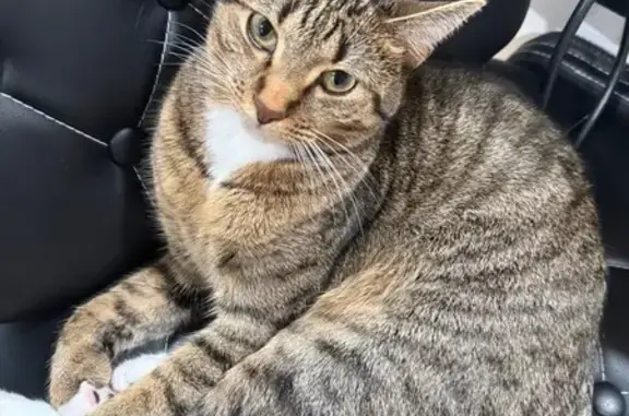 Missing Brindle Cat on Westley St!