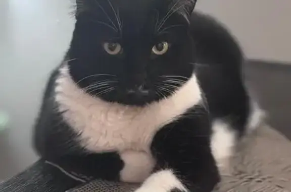 Lost Cat on Black Arbor Lane, Crest Hill