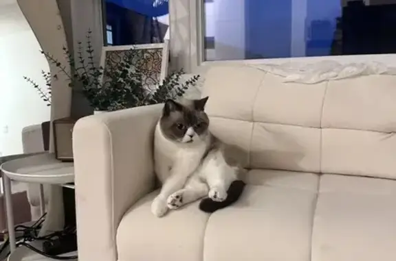 Lost Cat: Chihuahua-Pomeranian Mix in Toronto