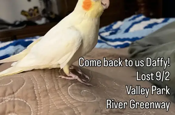 Lost Yellow/White Cockatiel in Valley Park