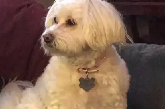 Missing dog Lake Wildwood, photo: Lost Maltese Mix 