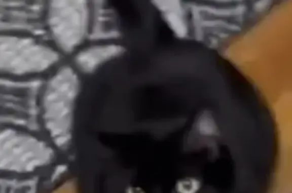 Lost Black Cat: Friendly Rose on Madison St