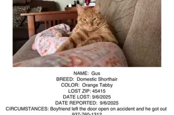 Lost and found pets Dayton, photo: Lost Cat: Friendly & Chubby in Dayton 4101