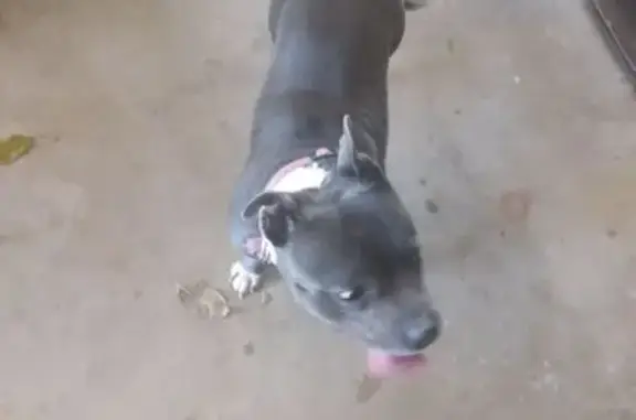 Found Friendly Brindle Dog in...