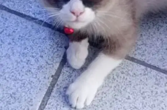 ¡Ayuda! Gata perdida en Tehuacán
