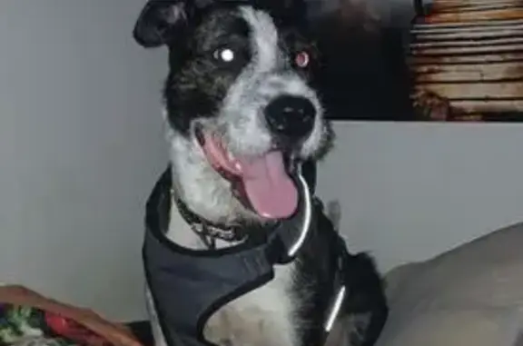Lost Dog: Unique Eyes, East 9th St