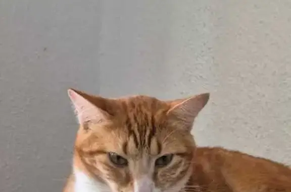 Lost and found pets South Africa, photo: Missing Ginger Cat: Caviar in Centurion