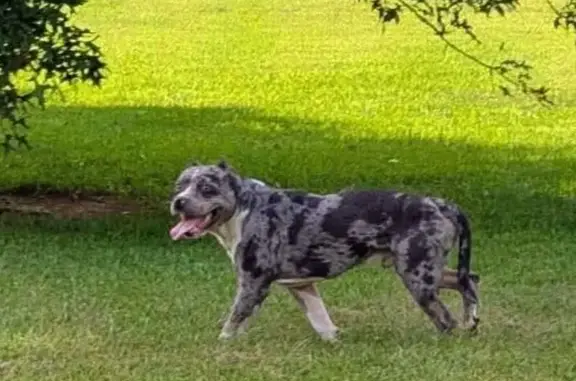 Lost Dog Found in Bahama, NC!