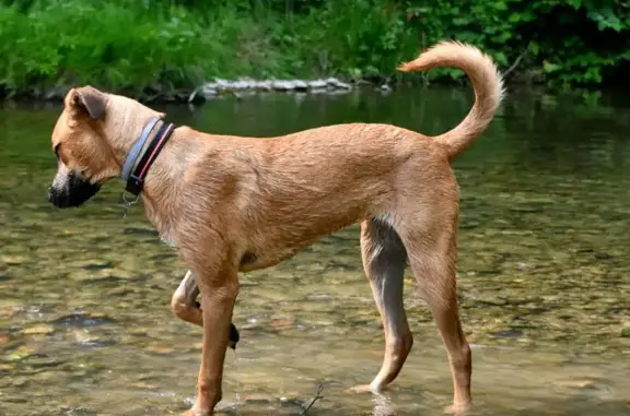 Chien perdu Clonas-sur-Varèze, photo : Perdue : Jeune Berger Créole à Clonas