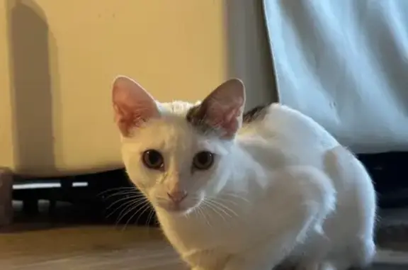 Chat perdu : jeune blanc tacheté, yeux jaunes - photo