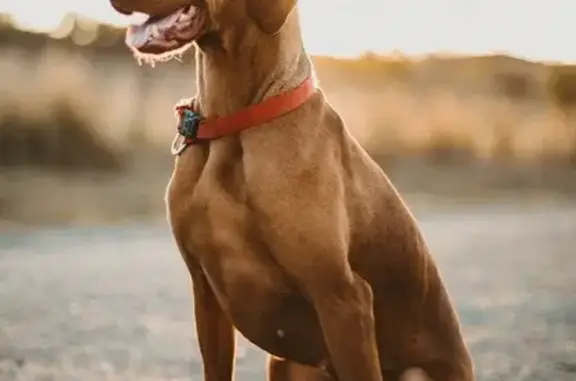 Lost Vizsla: Brown Coat, Green Collar