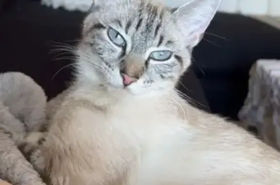 Lost Cat: White Coat, Blue Eyes, Brisbane