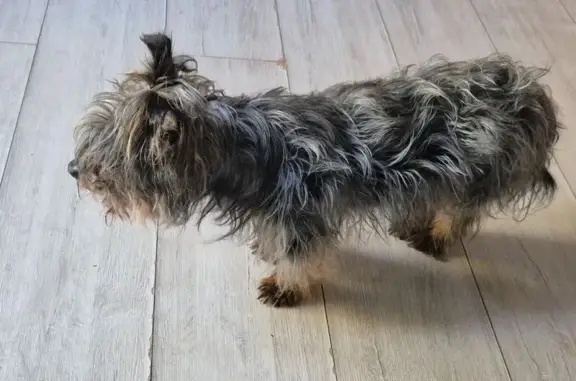 Chien trouvé , photo: Yorkshire mâle âgé trouvé à Chaux-la-Lotière
