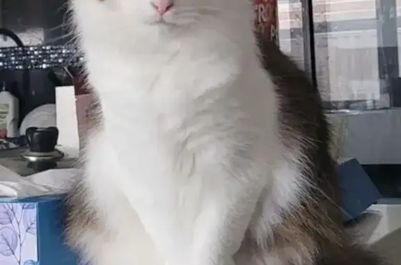 Lost: Mixed Color Tabby in Mandurah