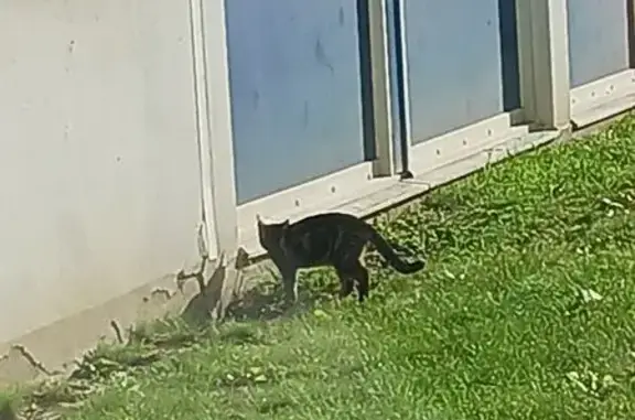 Chat trouvé Nancy, photo: Chat noir/marron trouvé près de Saurupt