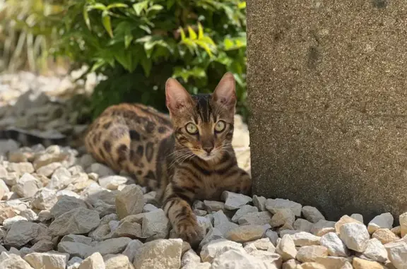 Chat Bengal perdu à Wiwersheim - photo