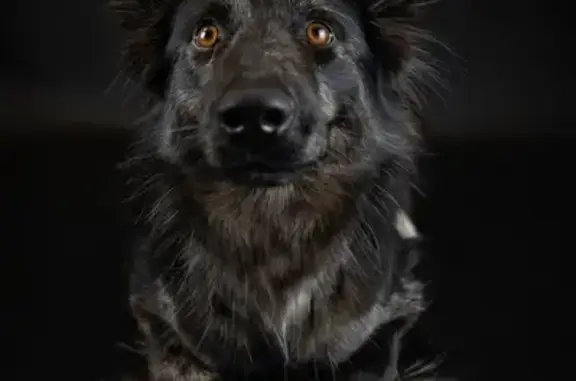 Chien perdu , photo : Chienne perdue noire et grise à Bonnetan