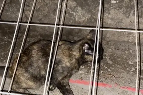 Chat Écaille trouvé, non caressable, Aix-en-Provence - photo
