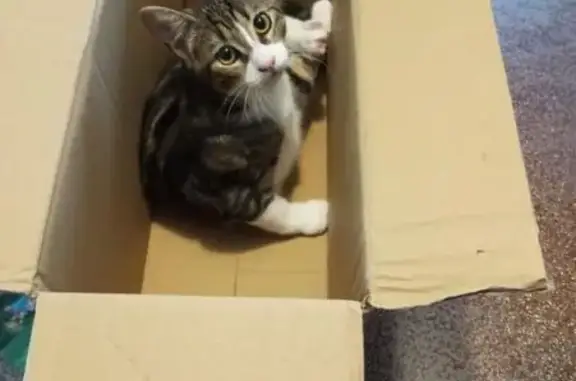 Chatte tigrée perdue, boule sur la queue - photo