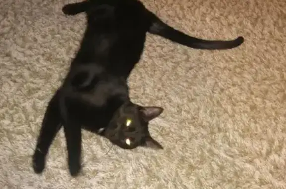 Animaux perdus Linards, photo: Chatte noire perdue à Linards