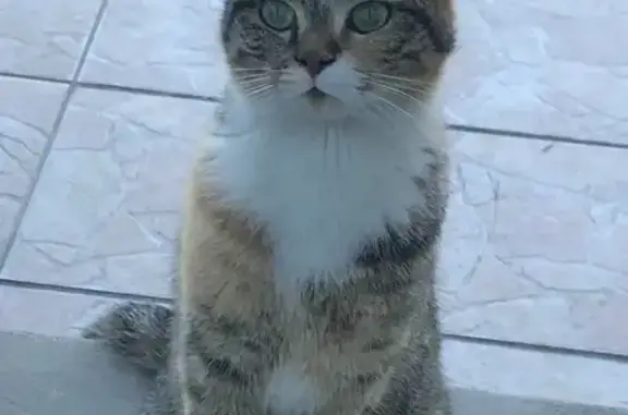 Chatte perdue : Oréa, tatouée, peu sociable - photo