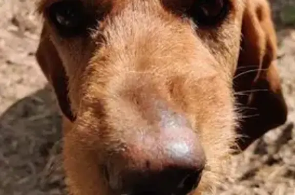Animaux trouvés , photo: Chien marron trouvé à Saint-Bonnet-la-Rivière
