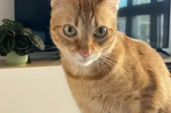 Gatos perdidos, Getafe, foto: ¡Ayuda! Gato Perdido en Getafe: Kyubi