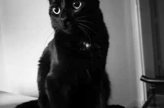 Chat perdu, Meylan, photo: Chatte perdue, petite tâche blanche