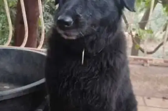 Chienne noire Happy perdue à Villeneuve - photo