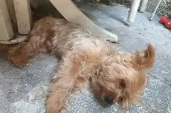Yorkshire Terrier perdu à Nice : Rocky - photo