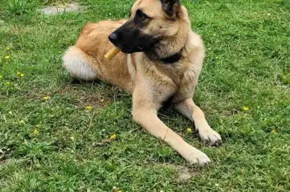 Chien perdu Saint-André-des-Eaux, photo : Chien perdu, peureux, impasse du Dizio