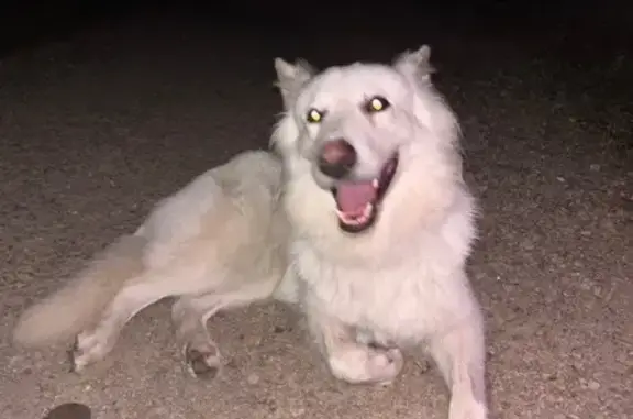 Animaux trouvés Saint-Père-en-Retz, photo: Chien blanc trouvé D86 Saint-Père-en-Retz